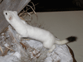 2010-mustela